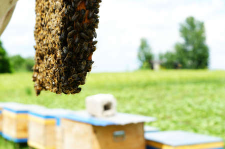 In the hands of the beekeeper honeycombs with honey and bees.
