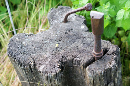 Stump on green grass in the garden. Old tree stump in the summer park.の写真素材