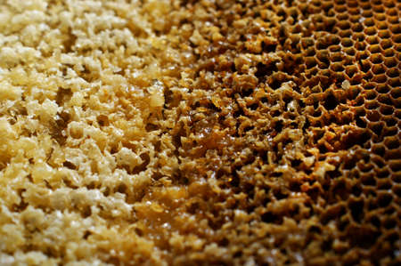 Honeycombs with honey. Natural yellow and brawn background. Nectar Apiculture