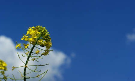 Field of wild grass and plants with plenty of copy space on blue sky and cloudsの写真素材