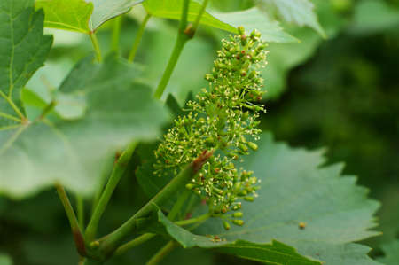 Beautiful summer landscape with blossoming meadow and flowers. wild flowers blooming springの写真素材