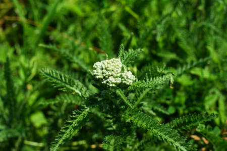 Wild plants in rice fields with flowers similar to enchinops. This plant is included as a pest to farmers' crops such as rice, because it grows when rice fields are covered with enough waterの写真素材