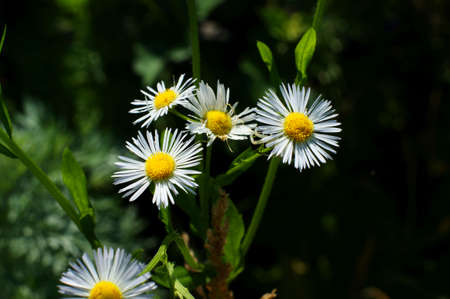 Romantic wild field of daisies with focus on one flower. Oxeye daisyの写真素材