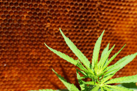 Young leaves of wild hemp on a background of bee honeycombs