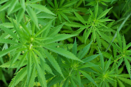Hemp sprout plant macro on a beautiful blurred background. Texture of young marijuana plant escape...