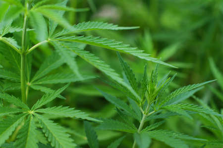 Hemp sprout plant macro on a beautiful blurred background. Texture of young marijuana plant escape...