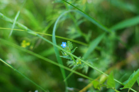 Wild Green grass texture as background image. Wild field grass with small flowers