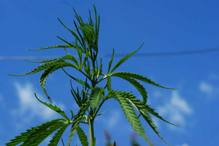 Young leaves of wild hemp on a background of blue sky