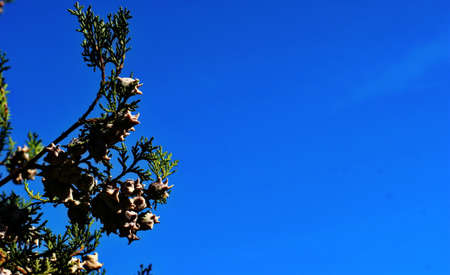 Fir tree brunch close up. Shallow focus. Fluffy fir tree brunch close up. Copy space.の写真素材