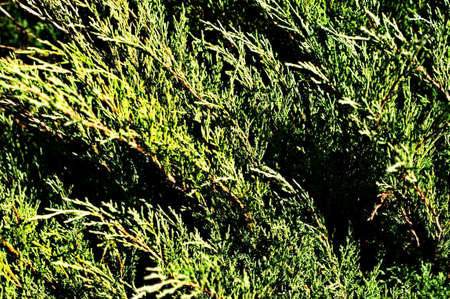 Fir tree brunch close up. Shallow focus. Fluffy fir tree brunch close up. Copy space.