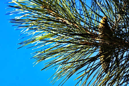 Christmas tree branches with cones on a background of blue sky close-up