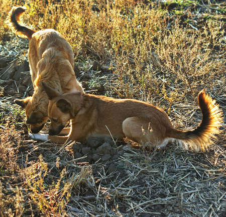 Sunny dog mongrels in the grass under the bright rays of the sun