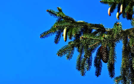 Christmas tree branches with cones on a background of blue sky close-up