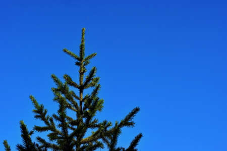 Christmas trees on a background of autumn blue skyの写真素材