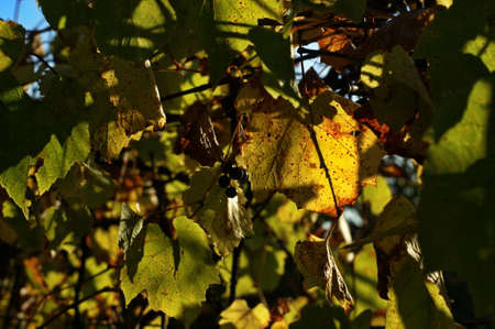 Background of colorful autumn leaves on forest floor Details