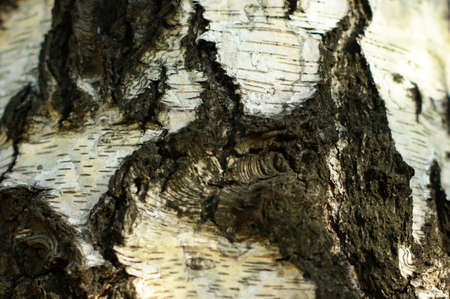 trunk of an old tree bark with very interesting structureの写真素材