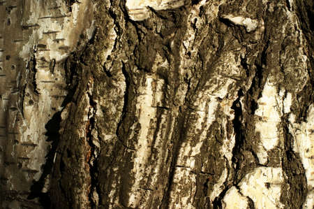 trunk of an old tree bark with very interesting structure