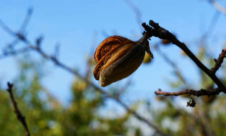 Dry peaches on a tree in the fields in autumn, close-up picturesの写真素材