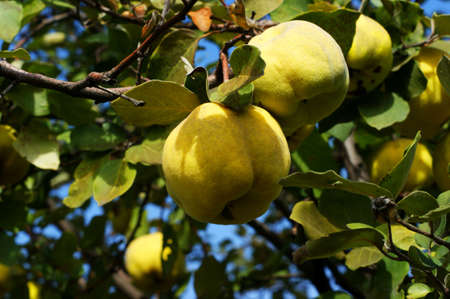 Ripe juicy organic natural quince apples on the tree at fall.の写真素材