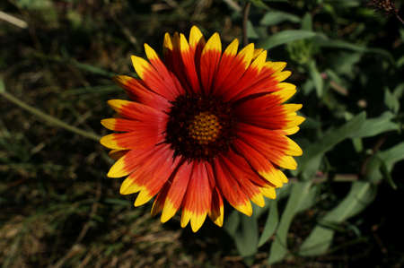 Yellow and red flower in the garden shined at sun close upの写真素材