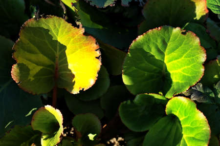 Interesting green grass and bushes in the wild and garden for background.