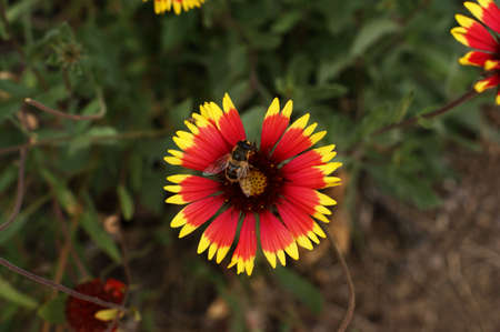 Yellow and red flower in the garden shined at sun close upの写真素材