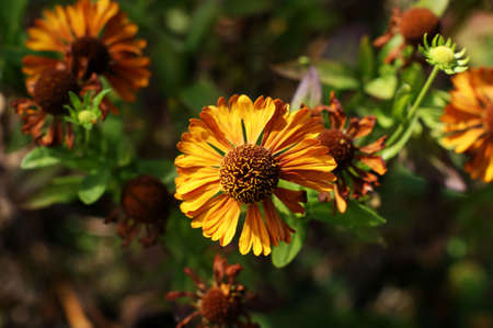 Yellow and red flower in the garden shined at sun close up
