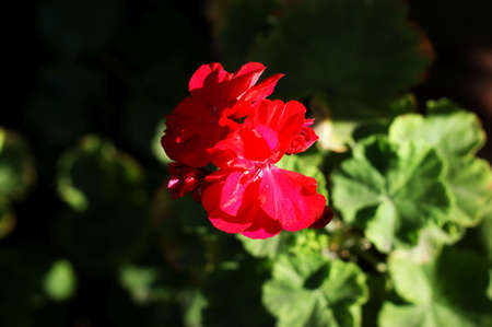 Beautiful background with a red flower and green plants in the gardenの写真素材