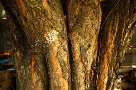Close up of tree trunk in forest. Pine tree trunk with bark closeupの写真素材