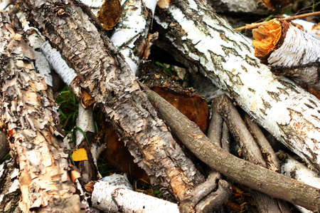Close up of tree trunk in forest. Pine tree trunk with bark closeup