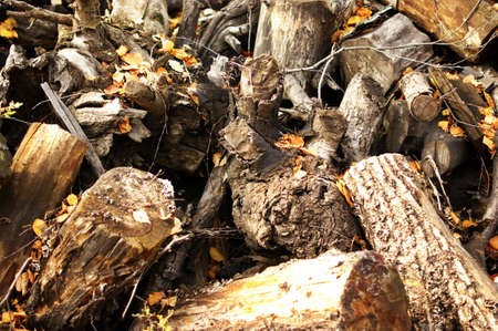 Close up of tree trunk in forest. Pine tree trunk with bark closeup