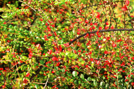 Ripe red berries of barberry on branch close-up. Fructiferous shrub of Barberry or Berberis with...