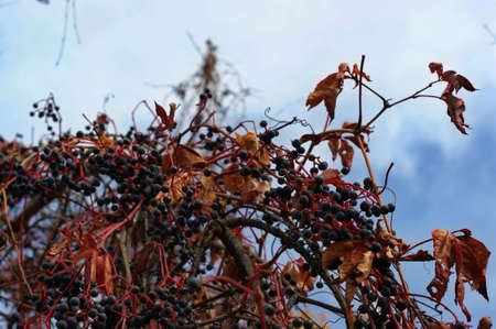 Red leaves of wild grapes. Colorful autumn, bright wild grape background. Abstract purple, red,...