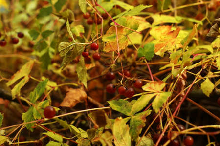 Ripe red berries of barberry on branch close-up. Fructiferous shrub of Barberry or Berberis with...