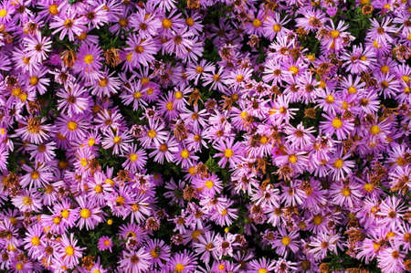 White and pink flowers. Beautiful nature scene with a flowering tree. Spring flowers. Beautiful garden.の写真素材