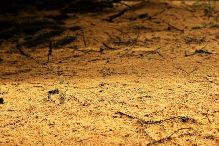Pine tree branches. A dried squid in tree with green leaves. Close-up of pine tree in forest