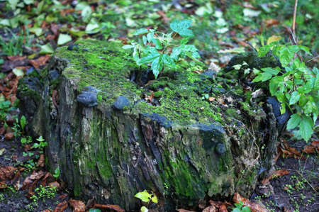 Close up of green moss on a tree stump with blurred forest on the background, summer nature concept....