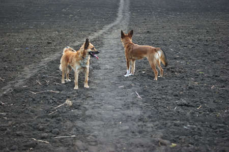 Red dogs on a plowed field in spring, lit by the setting sun, walking in a field in summer, sunset