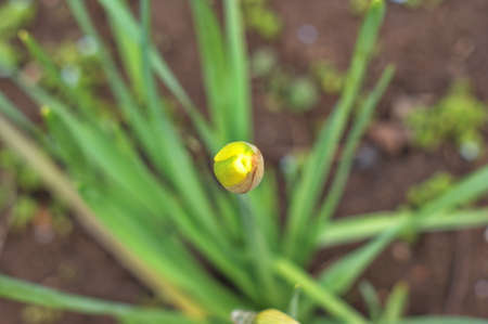 Decorative flowers in the garden. Green lawn in a colorful landscaped formal garden. Beautiful...