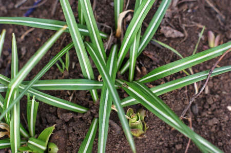 Decorative flowers in the garden. Green lawn in a colorful landscaped formal garden. Beautiful Garden.の写真素材