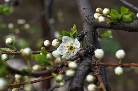Flowering fruit trees. white flowers of a blooming apple tree, spring