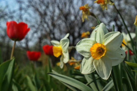 Tulips and daffodils in lots of colors in park in springの写真素材