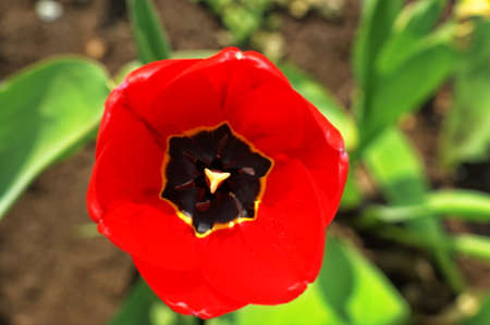 Closeup photo of red tulip core, abstract floral background, dew drops on petals of flower, spring time nature detailの写真素材