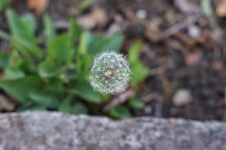 Dandelion seeds in the morning sunlight blowing away across a fresh green backgroundの写真素材