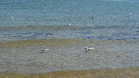 A seagull walking in shallow water near the sea shore, flying and swimming seagulls. It's a sandy beachの写真素材