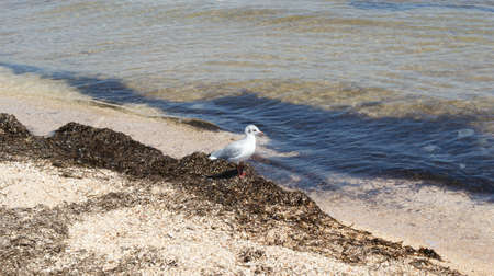 A seagull walking in shallow water near the sea shore, flying and swimming seagulls. It's a sandy beachの写真素材