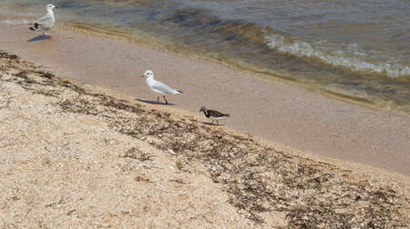 A seagull walking in shallow water near the sea shore, flying and swimming seagulls. It's a sandy beachの写真素材