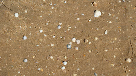 Seashells on sand. Sea summer vacation background with space for the textの写真素材