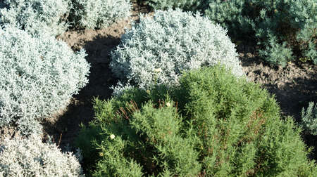 Beautiful bushes in the botanical garden. Great background for congratulations or gardening storiesの写真素材
