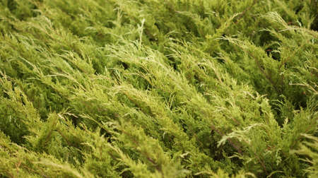 Beautiful bushes in the botanical garden. Great background for congratulations or gardening storiesの写真素材